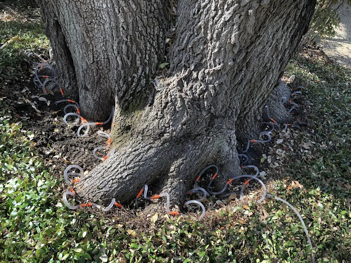 Detailed Tree Cabling and Bracing job site in Finland