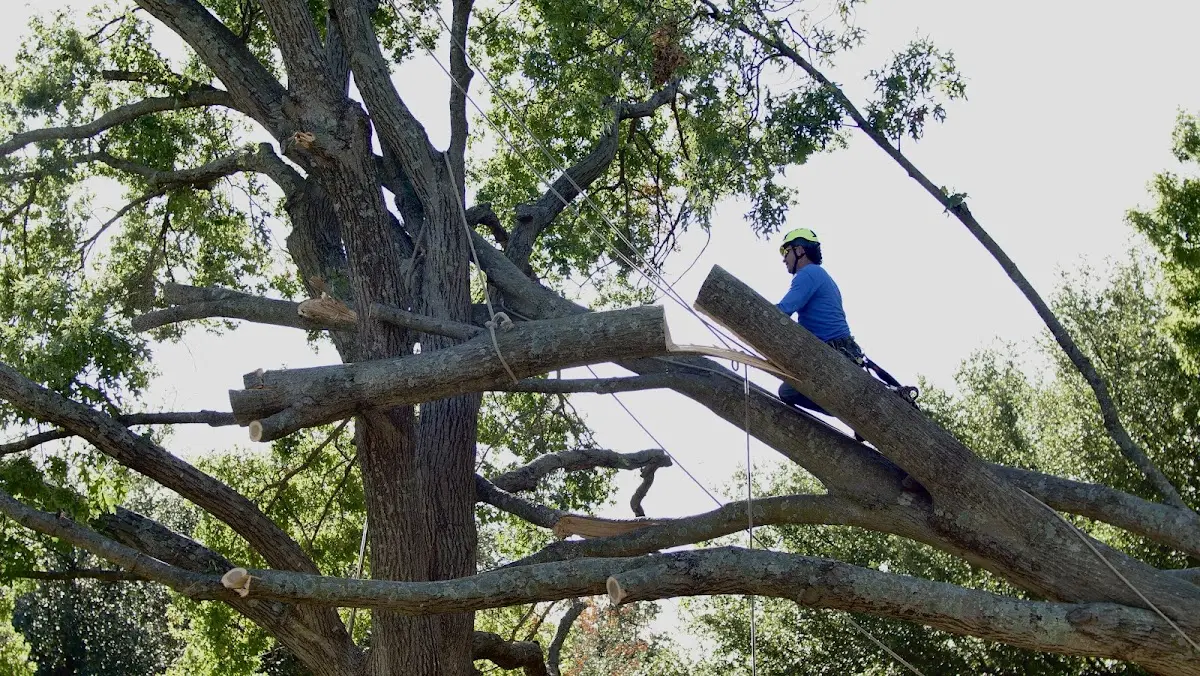 Professional Hazardous Tree Removal performed by certified arborists in Finland